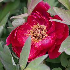 Die große farbpalette, die farbzusammenstellung und form der blüten ziehen alle. Stauden Stade Versand Shop Paeonia Suffruticosa Taiyo Strauch Pfingstrose Hier Bestellen
