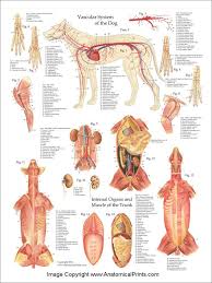 Due to their rarity, dholes were never harvested for their skins in large numbers in the soviet union and were sometimes accepted as dog or wolf pelts (being labeled as half wolf for the latter). Dog Anatomy Poster Set 18 X 24 Dog Anatomy Anatomy Poster Pet Vet