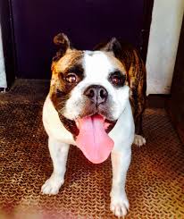 English bulldog rescue near me. Phoenix Az English Bulldog Meet Viper Olde English Bulldog A Pet For Adoption