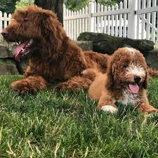 What doesn't look beautiful in these perfectly sized glass jars? Jars Labradoodles Home Facebook
