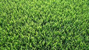Jamur zoysia lawn in now in it's 3rd week and looks great. Jamur Zoysia Drought Resistant Zoysia Grass