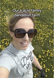 Explore Our Blooming Dandelion Field for Holistic Health