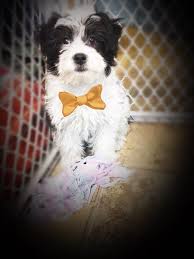 Shop now @thebwapparel growing up hip hop atl. Some Of Our Available Puppies At Vinnie S Bow Wow Shoppe Facebook