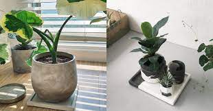 Did you scroll all this way to get facts about mini potted plants? Malaysian Online Stores To Buy Indoor Plants For A Home Garden