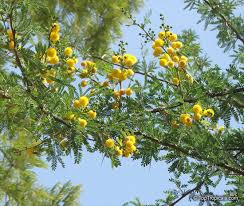 Image result for Acacia karroo