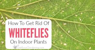 Check spelling or type a new query. 9 Best White Flies Ideas White Flies White Bugs On Plants Plants