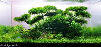Beautiful Fish Tank Aquascape
