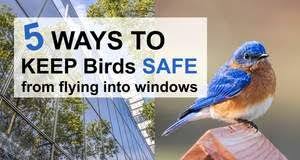 Bird Hitting Window Meaning Bird Houses And Bird Feeders Free Diy Plans Birds Flying Into Windows Bird House Plans Why Do Birds
