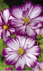 Pin On Flores Y Plantas