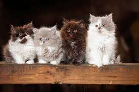 Find a lonely kitten a home. Screaming British Longhair Kitten Standing On Wooden Beam Stockphoto