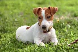 Smooth coat half and full mask. Jack Russel Terrier Kompakter Jagd Und Begleithund Mydog365 Magazin