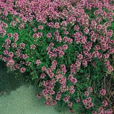 Rosa Thymian Wilder Feldthymian 3 Stuck Thymus Serphyllum Garten Schluter Pflanzen Kaufen Und Garten