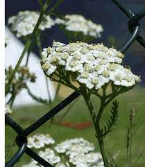 Pin On Garden