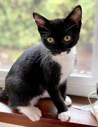 Adopt Rexxie On Petfinder Cat Adoption Kitten Adoption Cat Rescue