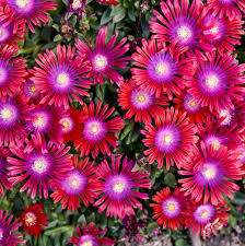 Image result for Delosperma mahonii