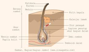 Epidermis merupakan lapisan terluar daun, ada epidermis atas dan epidermis bawah. Bagian Bagian Rambut Siswapedia
