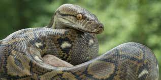 Now run the python code in your favorite. Cryptominers Slither Into Python Projects In Supply Chain Campaign Threatpost