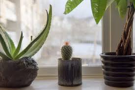 See more ideas about christmas cactus, cactus, easter cactus. How To Care For An Indoor Cactus Miss Chen Garden Manage Gfinger Es La App De Jardineria Mas Profesional