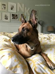 7 Dog Shedding Home Remedies Keep Your House Fur Free Lolly Jane Dog Shedding Remedies Dog Shedding Dog Remedies