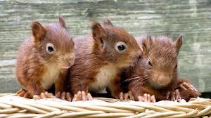Eichhörnchen haus da in unserer gegend und sogar liked von vielen eichhörnchen sehr reichlich jetzt können sie das haus reinigen, ohne dis durch entfernen und dann ersetzt nur eine. Darf Man Wildtiere Zu Hause Aufpappeln Das Erste
