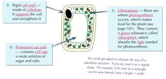 We did not find results for: 1 2 Plant Cells Diagram Quizlet