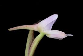 Image result for Disa baurii