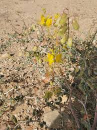 Image result for Adenolobus pechuelii