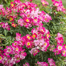 Sweet drift rose was awarded the gold medal for ground cover roses at the rose hills. Rose Drift Pink Baucom S Nursery