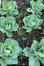 How To Grow Cabbage 10 Tips For Growing Cabbage Growing In The Garden Growing Cabbage Growing Vegetables Growing Food