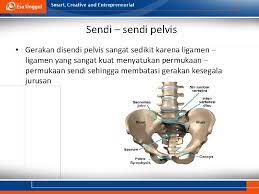 Seluruh struktur organel tersebut akan bersatu serta bekerja sama untuk menjamin sel tubuh hewan dalam keadaan. Sistem Muskuloskeletal Pertemuan 3 Dr Noor Yulia Mm