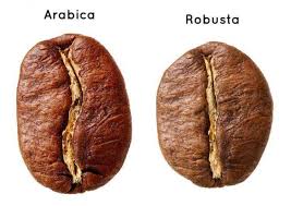 What Type Of Coffee Has The Most Caffeine Coffee Varieties Robusta Coffee Types Of Coffee Beans