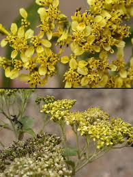 Image result for Ixora longipedunculata