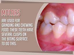 Dental Fact Molars Are Used For Grinding And Chewing Food These Teeth Have Several Cusps On The Biting Surface To Do This Dental Cosmetics Dental Dentistry