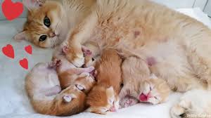 British shorthair cats and kittens have quickly become one of the most popular breeds in history and modern day. Golden British Shorthair Cat And Her Incredibly Beautiful Babies Cute Mischievous