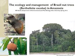 Bertholletia excelsa brazil nuts growing. The Ecology And Management Of Brazil Nut Trees Bertholletia Excelsa In Amazonia Bill Rucker Department Of Environmental And Plant Biology Ohio University Ppt Download