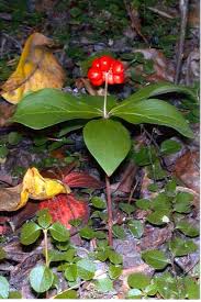 Image result for Cornaceae