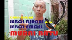Setelah melewati musim hujan maka murai batu biasanya memasuki masa mabung selama satu bulan untuk memulai musim kawin. Cara Cepat Mengembalikan Mental Murai Batu Yang Ngedrop Youtube