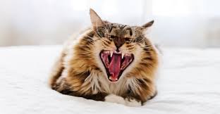 However, there are a wide range of possible causes. Cat Teeth Problems