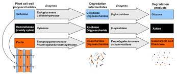 We did not find results for: Plant Cell Wall Degradation Schematic Overview Of The Structure Of A Download Scientific Diagram