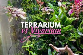 Terrarium vs Vivarium (+ Other “Ariums”) Explained - Terrarium Tribe