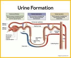 60 Rare What Is Urine Formation