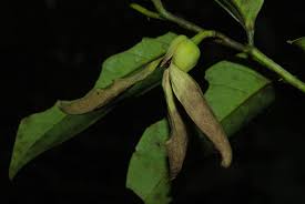 Image result for Annickia lebrunii