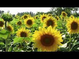 Bunga matahari dalam dirimu saat ini berkembang entah di mana jika kau punya impian yang kau tuju haruslah itu kau ingat kembali terkadang. Bunga Matahari By Jagung 2013 Youtube