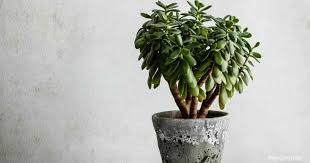 Succulent plants need very little fertilizer; How Often Do You Water A Jade Plant