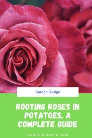 Check spelling or type a new query. Rooting Roses In Potatoes A Complete Guide Happy Diy Home