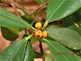 Image result for Ficus muelleriana