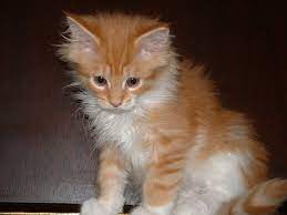 Females have two x chromosomes; How To Tell If A Kitten Is A Maine Coon Mainecoon Org