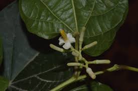 Image result for Alangium chinense