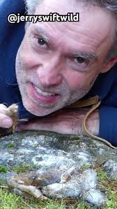 La présence du loup prouvé par Jerry Swift. #animalshorts  #wildlifephotoghraphy #wolf #wildlife