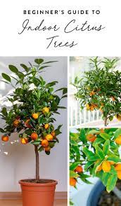 Everything You Need To Know About Growing A Citrus Tree In Your House For Real Indoor Fruit Trees Indoor Vegetable Gardening Citrus Plant